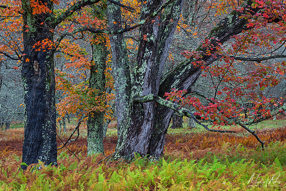 Canaan Valley Autumn Woods (2025)