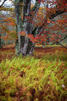 Canaan Valley Autumn Ferns at Woodland (2025)