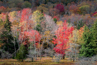 Canaan Autumn Foliage (2025)
