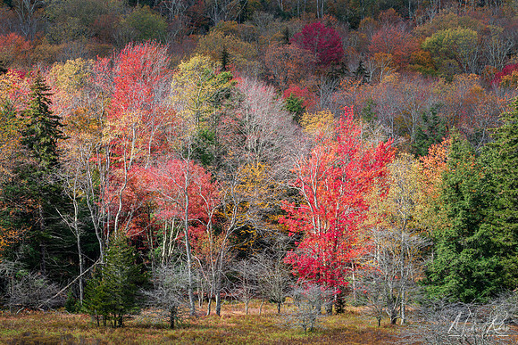 Canaan Autumn Foliage (2025)