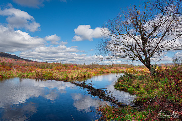 Blackwater River Beaver Dam (2025)