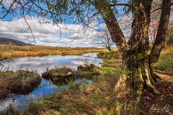 Blackwater River at Canaan Valley (2025)
