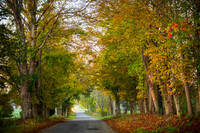New England Ridge Road in Fall (2025)