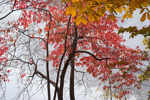 Mountwood Autumn Foliage (2025)