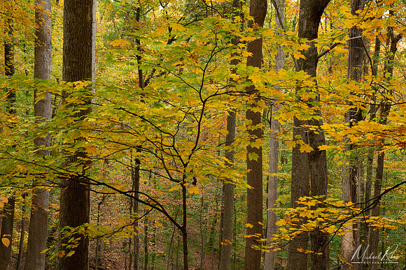 Mountwood Woodland in Fall (2025)