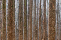Forest Woodland, Great Smoky Mountains NP (2025)