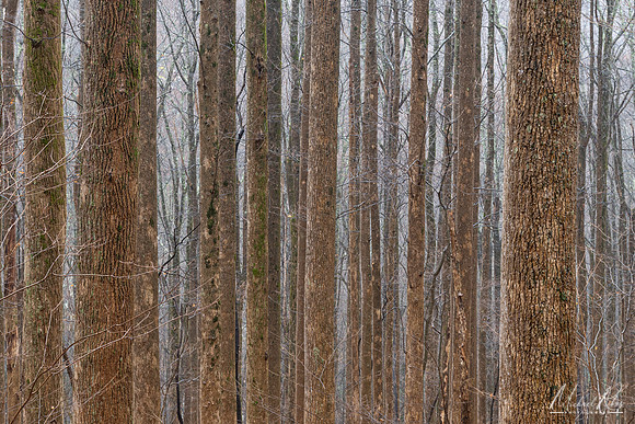 Forest Woodland, Great Smoky Mountains NP (2025)