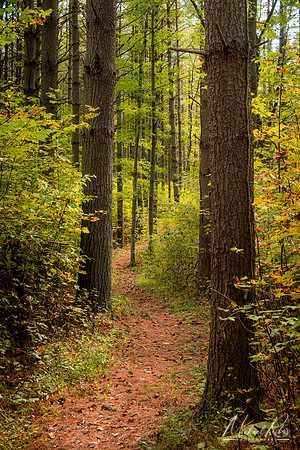 Quiet Trail (2022)