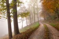 Mountwood Morning (2025)