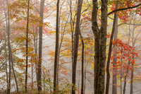 Mountwood Autumn Trees 92025)