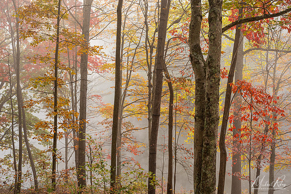 Mountwood Autumn Trees 92025)