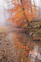 Small Stream at Mountwood (2025)