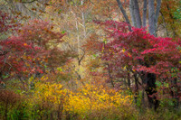 Fall Colors (2025)