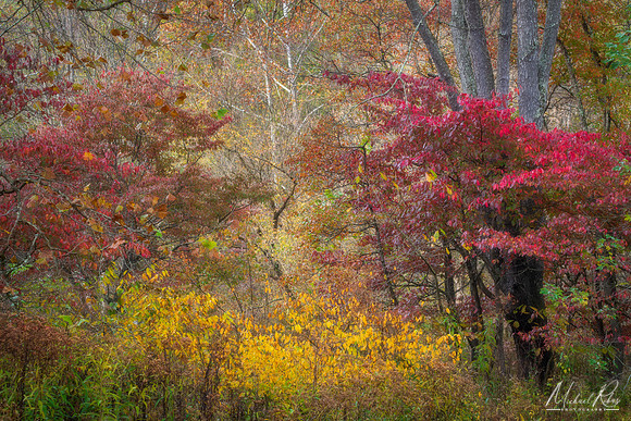 Fall Colors (2025)