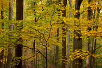 Mountwood Woodland in Fall (2025)