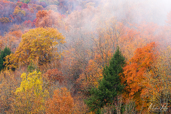 Lifting Fog at Conkles Hollow Gorge (2022)