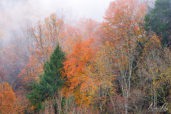 Lifting Fog at Conkles Hollow (2022)