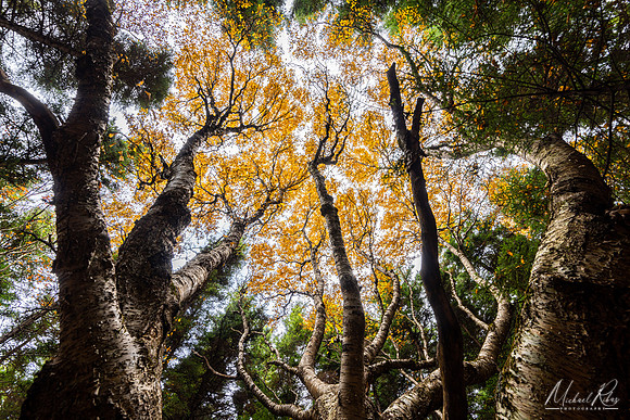 Yellow Birch in Pine Forest (2022)