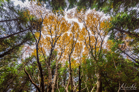 Yellow Birch and Pine Canopy, Dolly Sods (2022)