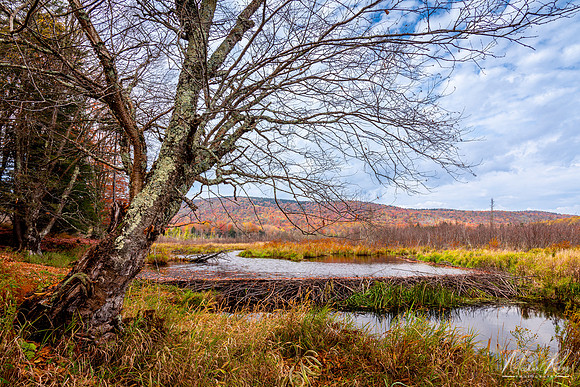 Beaver Dam in Fall, Canaan Valley (2022)