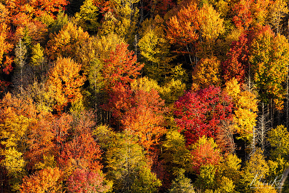 Autumn Foliage, Blackwater Canyon (2022)
