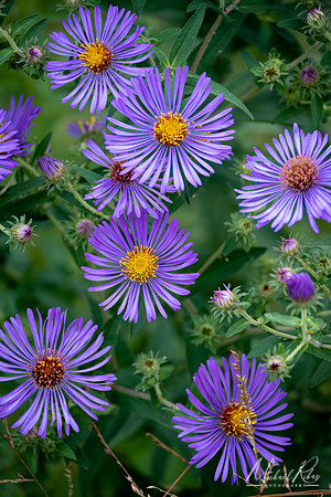 Purple Flowers (2022)