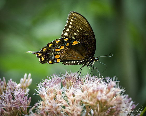 Black Swallowtail (2022)