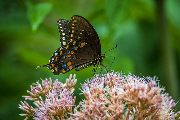 Black Swallowtail (2022)