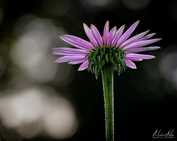Coneflower (2022)