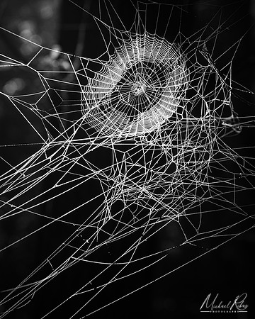 Spider Web (2022)