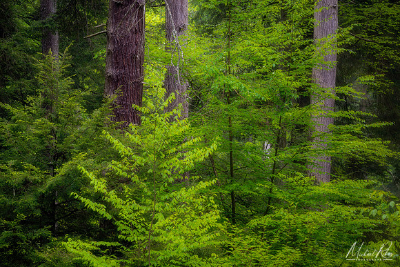 Cathedral Forest (2022)