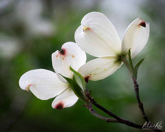 Dogwood Blossum (2022)