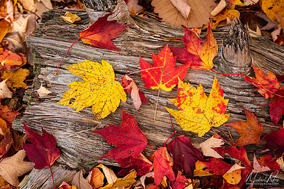 Autumn Leaves (2022)