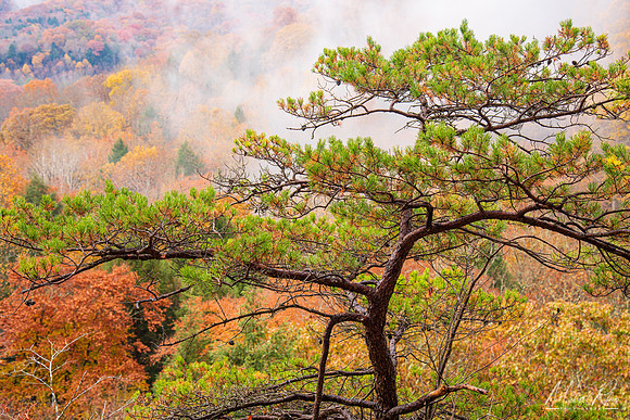 Pine on Edge of Conkles Hollow Cliffs (2022)