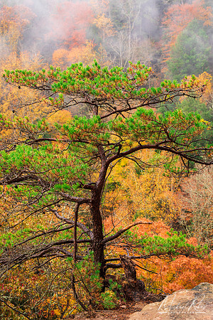Pine, Conkles Hollow (2022)