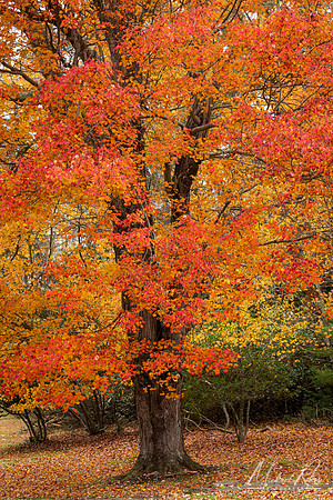 Maple Tree at Grandview (2022)