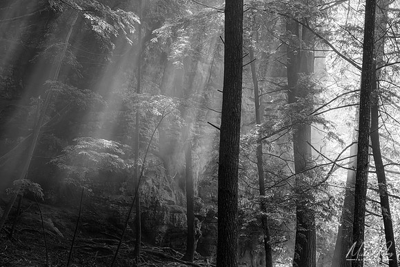 Mist and Fog (2022)