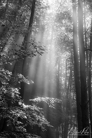 Shafts of Light Through the Mist  (2022)