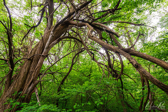 Gnarley Tree  (2022)