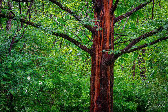 Dawn Redwood, Mcdonough Wildlife Refuge (2022)