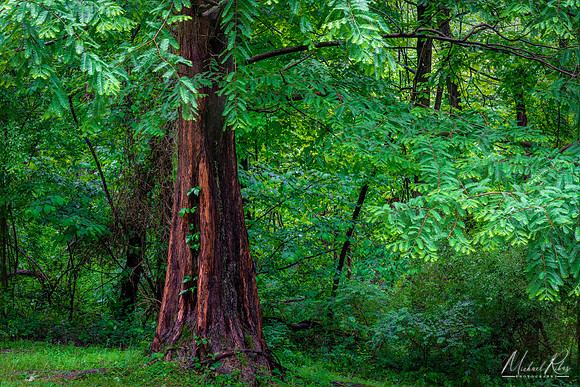 Dawn Redwood , McDonough Wildlife Refuge (2022)
