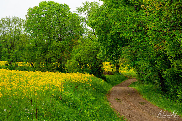 Country Road in Spring (2022)