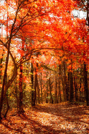 Hanging Rock in Autumn (2022)