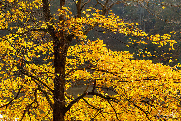 Autumn Leaves at Mountwood (2022)