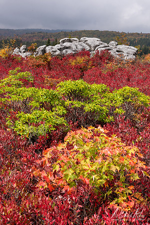 Fall Colors at Dolly Sods (2024)