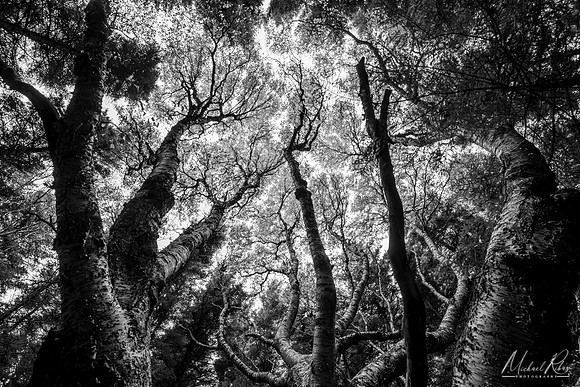 "The Tree" at Dolly Sods (2022)