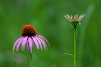 Emerging Coneflower (2026)