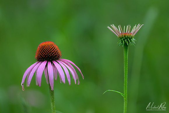 Emerging Coneflower (2026)