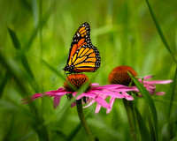 Monarch Butterfly (2026)