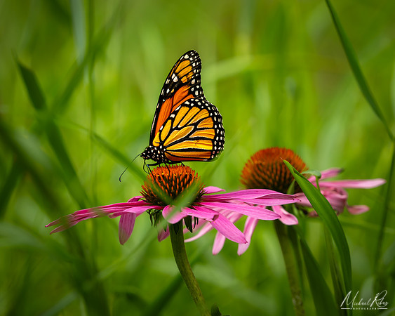 Monarch Butterfly (2026)